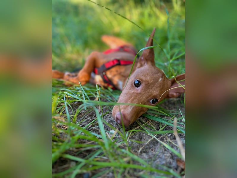 Okal - kleine Bambi Podi-Hündin mit Energie und Kuschelfaktor sucht ihre Menschen