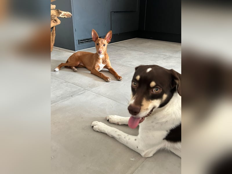 Okal - kleine Bambi Podi-Hündin mit Energie und Kuschelfaktor sucht ihre Menschen