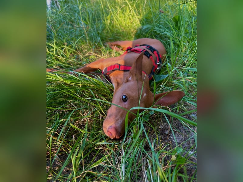 Okal - kleine Bambi Podi-Hündin mit Energie und Kuschelfaktor sucht ihre Menschen