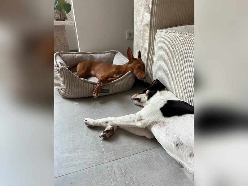 Okal - kleine Bambi Podi-Hündin mit Energie und Kuschelfaktor sucht ihre Menschen