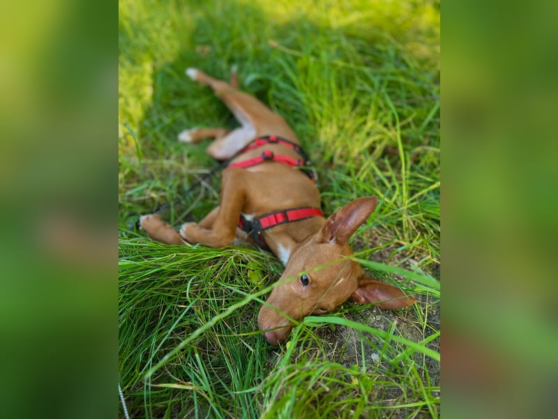 Okal - kleine Bambi Podi-Hündin mit Energie und Kuschelfaktor sucht ihre Menschen