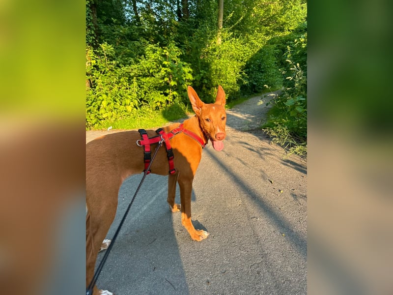 Okal - kleine Bambi Podi-Hündin mit Energie und Kuschelfaktor sucht ihre Menschen