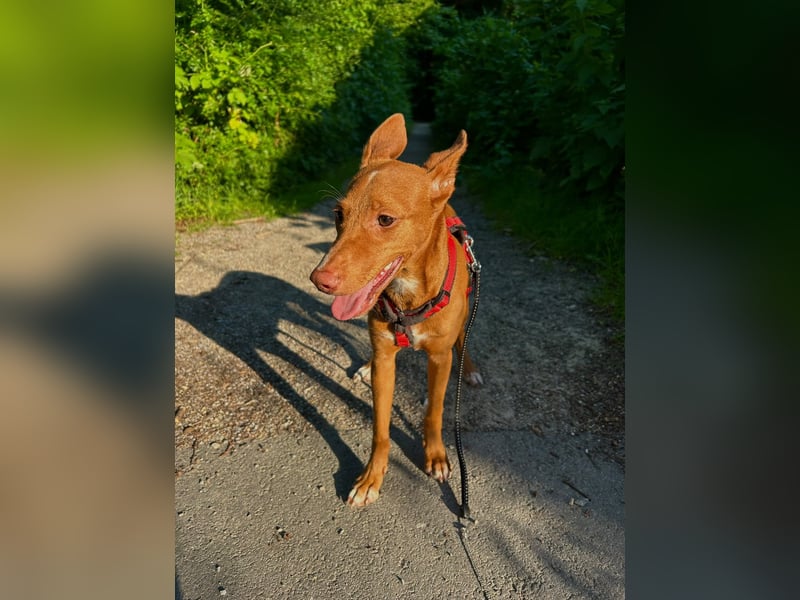 Okal - kleine Bambi Podi-Hündin mit Energie und Kuschelfaktor sucht ihre Menschen