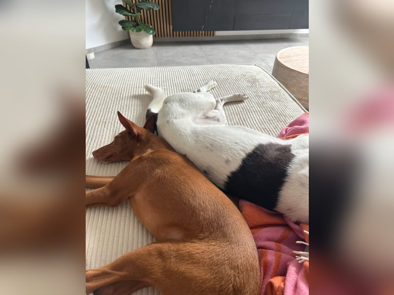 Okal - kleine Bambi Podi-Hündin mit Energie und Kuschelfaktor sucht ihre Menschen