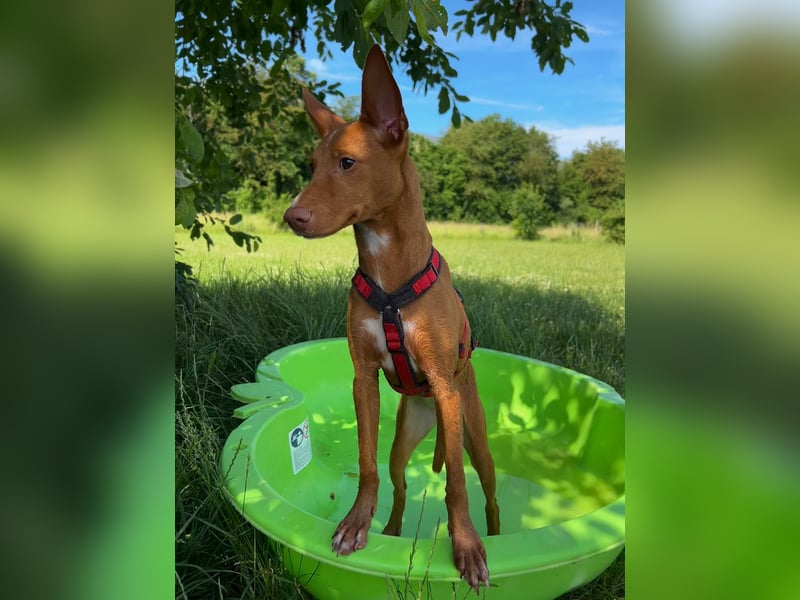 Okal - kleine Bambi Podi-Hündin mit Energie und Kuschelfaktor sucht ihre Menschen