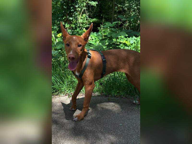 Okal - kleine Bambi Podi-Hündin mit Energie und Kuschelfaktor sucht ihre Menschen