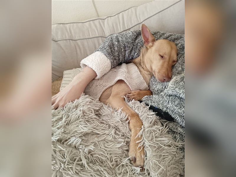 Topoyiyo- liebes Kuschelmonster möchte umziehen Topoyiyo- liebes Kuschelmonster möchte umziehen