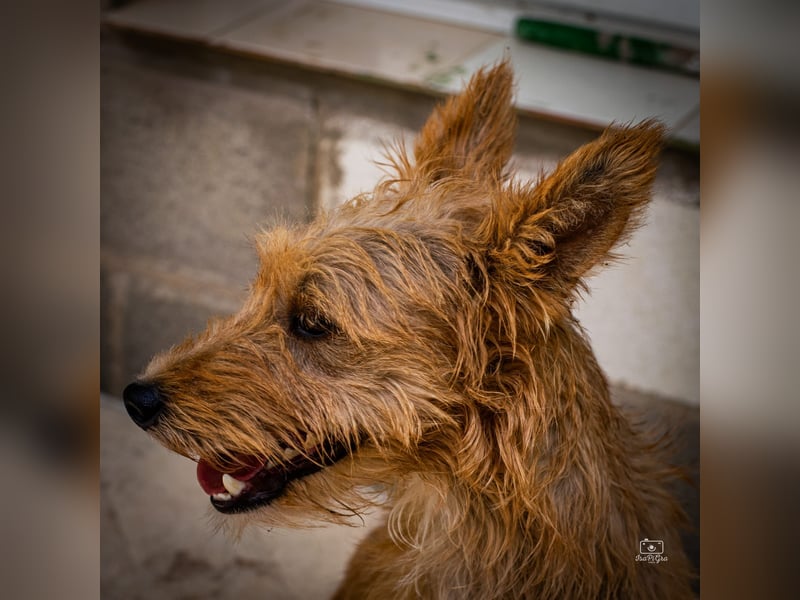 Pedro - Podenco sucht aktive Menschen