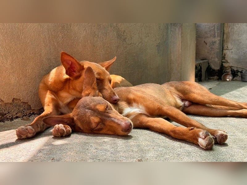 Zucker mag Kopfarbeit und Aktivität