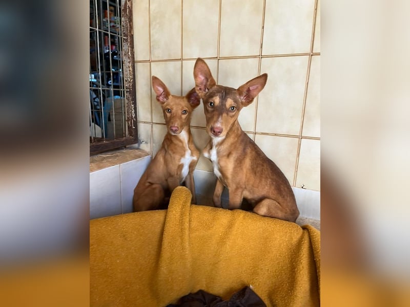 Zucker mag Kopfarbeit und Aktivität