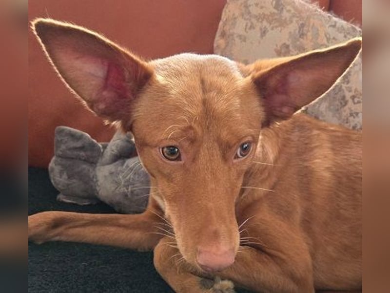 Zucker mag Kopfarbeit und Aktivität