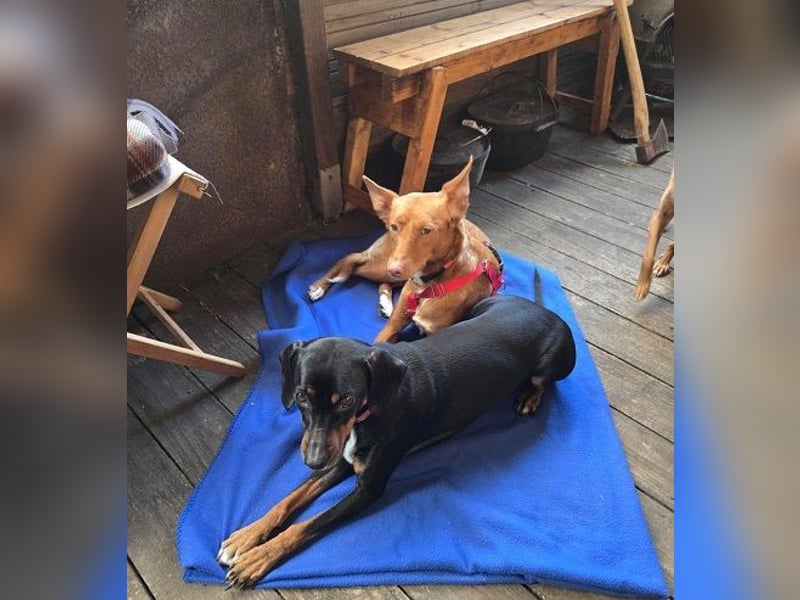 Zucker mag Kopfarbeit und Aktivität