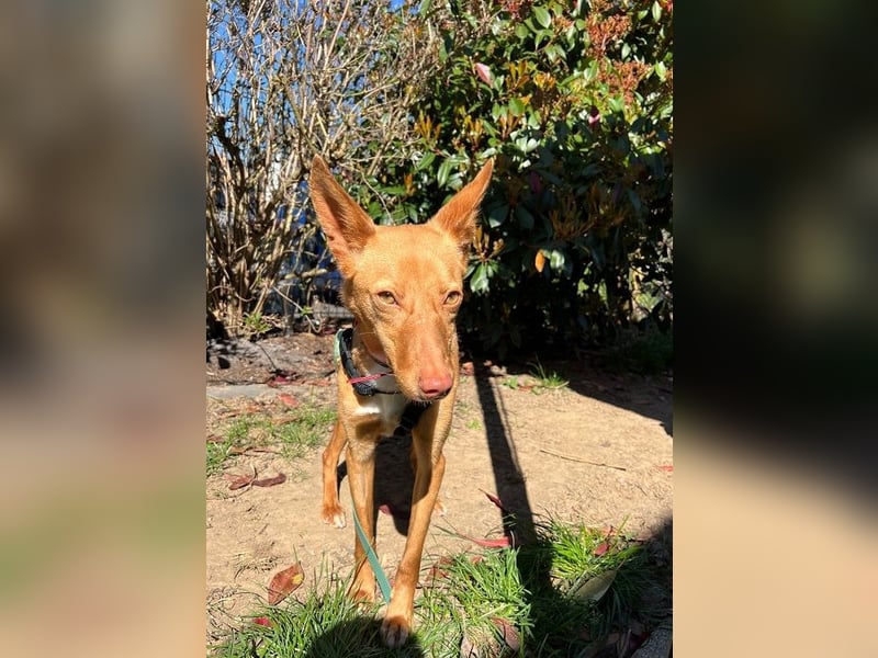 Zucker mag Kopfarbeit und Aktivität