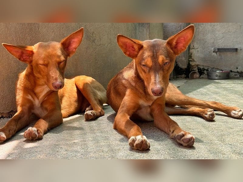 Zucker mag Kopfarbeit und Aktivität