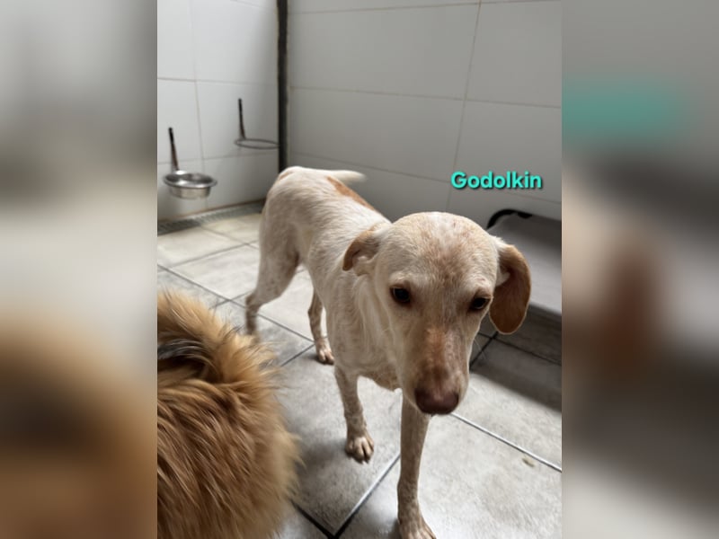 Goldolkin geb. 01/2022 (ESP) - sanfter Podencomischling sucht seine Menschnen!