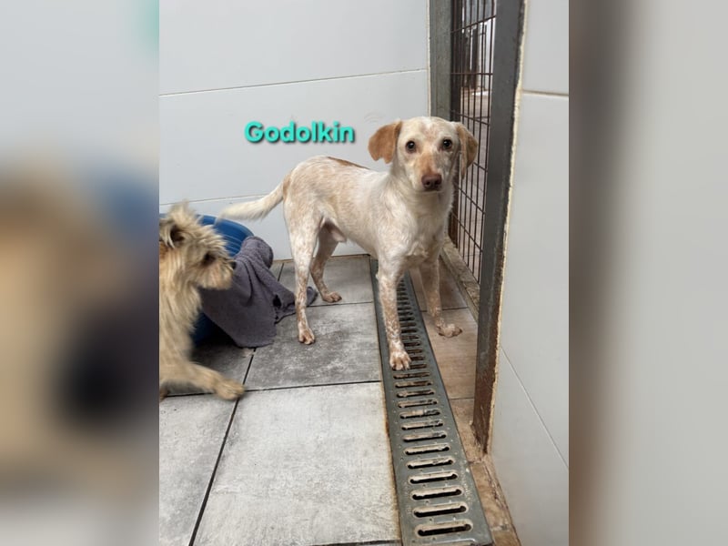 Goldolkin geb. 01/2022 (ESP) - sanfter Podencomischling sucht seine Menschnen!