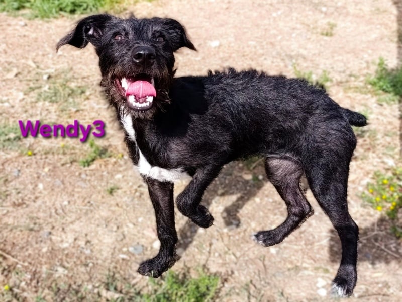 Wendy3 geb. 08/2025 (ESP) - verspieltes Podenco-Rauhhaarterrier Mädchen!