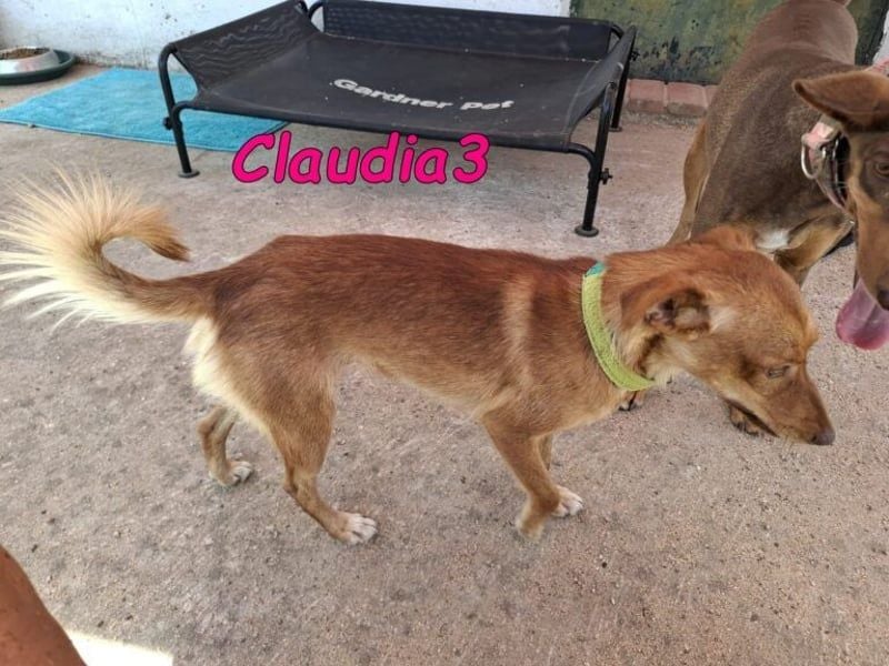 Claudia3 geb. 05/2025 (ESP) - lernwillige, freundliche Podenco-Mix-Dame