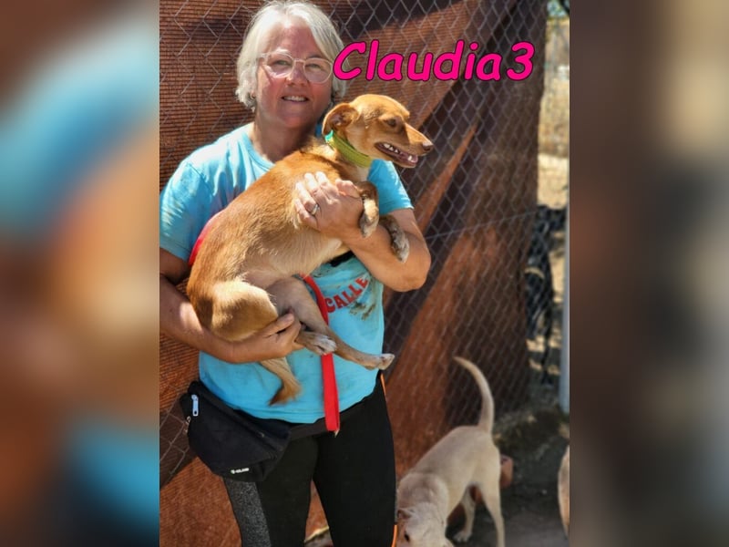 Claudia3 geb. 05/2025 (ESP) - lernwillige, freundliche Podenco-Mix-Dame