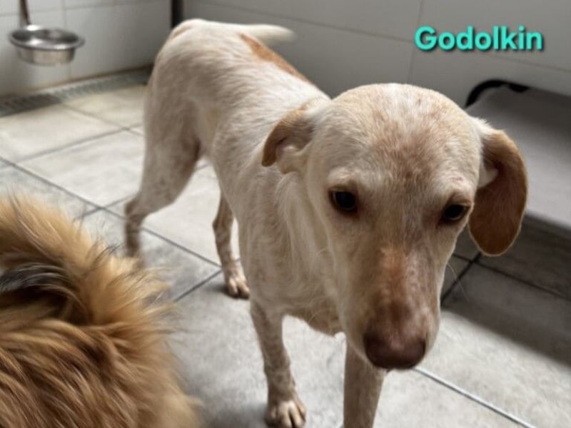 Goldolkin geb. 01/2022 (ESP) - sanfter Podencomischling sucht seine Menschnen!