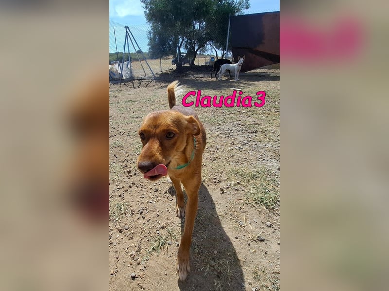 Claudia3 geb. 05/2025 (ESP) - lernwillige, freundliche Podenco-Mix-Dame