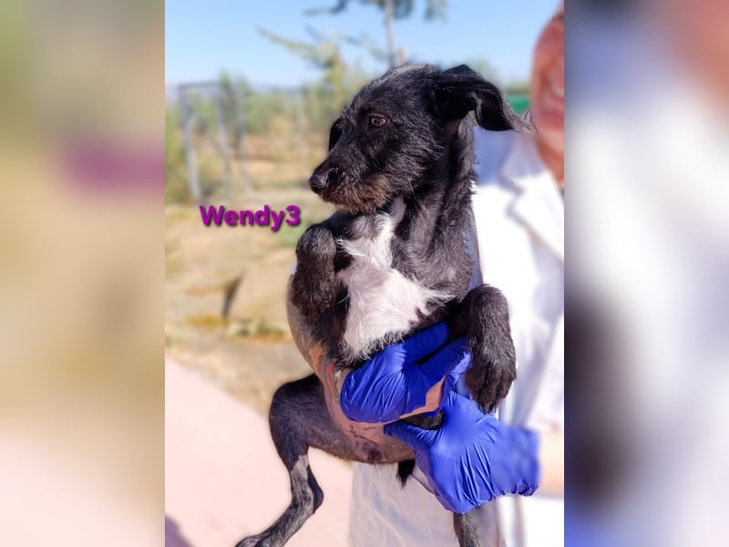 Wendy3 geb. 08/2025 (ESP) - verspieltes Podenco-Rauhhaarterrier Mädchen!
