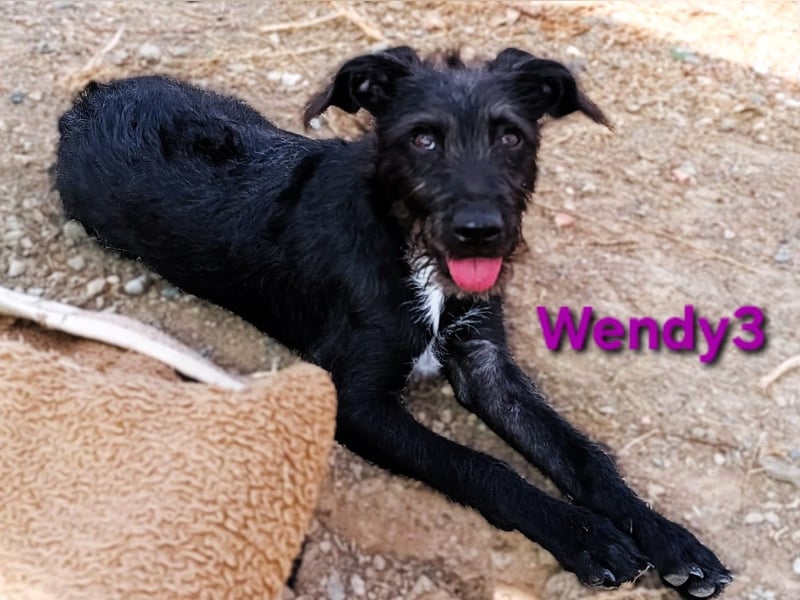 Wendy3 geb. 08/2025 (ESP) - verspieltes Podenco-Rauhhaarterrier Mädchen!