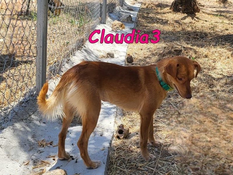 Claudia3 geb. 05/2025 (ESP) - lernwillige, freundliche Podenco-Mix-Dame