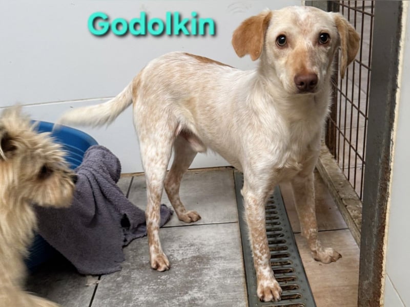 Goldolkin geb. 01/2022 (ESP) - sanfter Podencomischling sucht seine Menschnen!