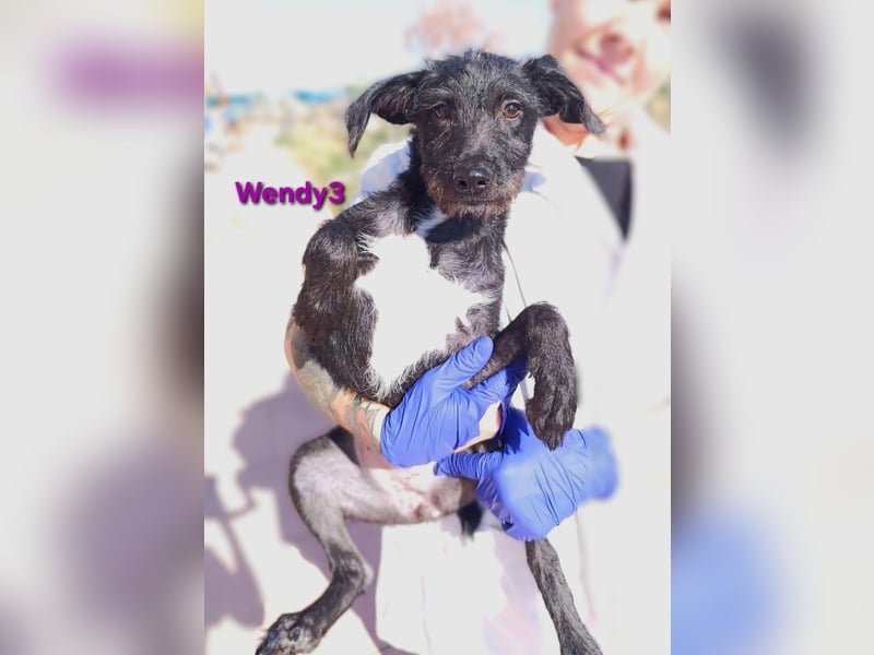 Wendy3 geb. 08/2025 (ESP) - verspieltes Podenco-Rauhhaarterrier Mädchen!