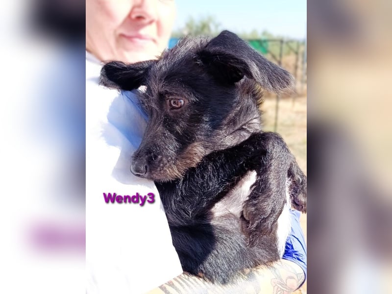 Wendy3 geb. 08/2025 (ESP) - verspielte und lebhafte Podenco-Rauhhaarterrier Dame!