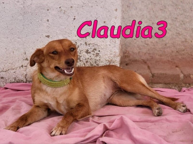 Claudia3 geb. 05/2025 (ESP) - lernwillige, freundliche Podenco-Mix-Dame