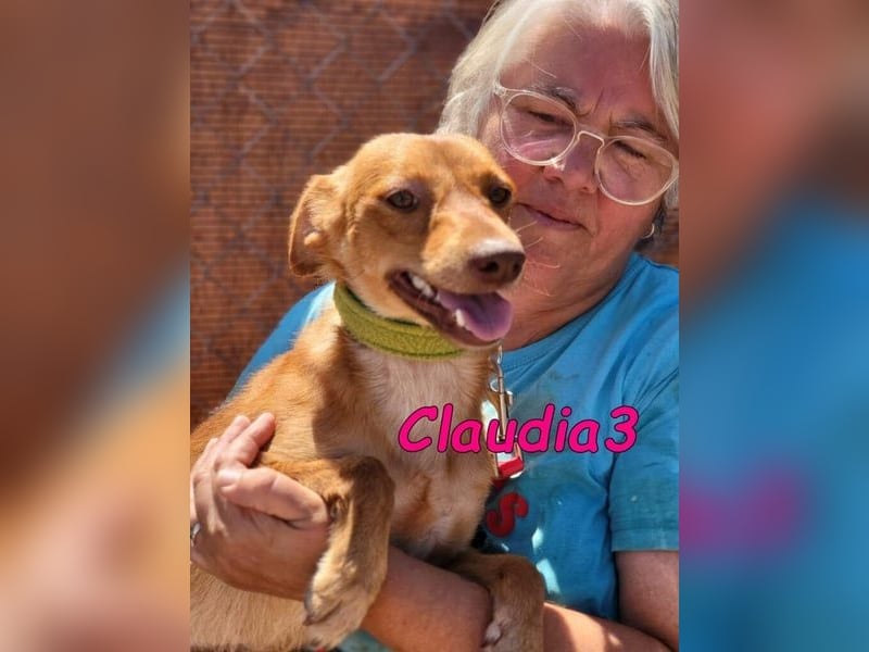 Claudia3 geb. 05/2025 (ESP) - lernwillige, freundliche Podenco-Mix-Dame