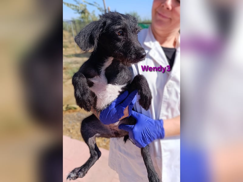 Wendy3 geb. 08/2025 (ESP) - verspieltes Podenco-Rauhhaarterrier Mädchen!