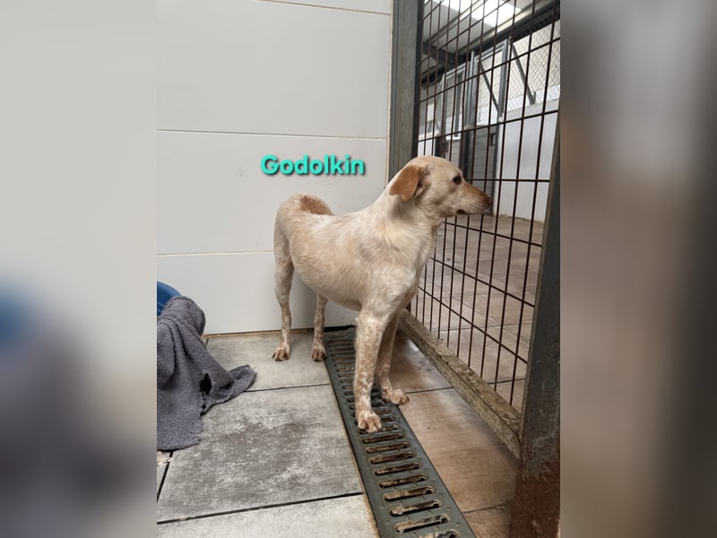 Goldolkin geb. 01/2022 (ESP) - sanfter Podencomischling sucht seine Menschnen!