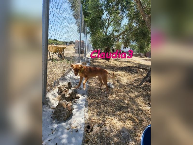Claudia3 geb. 05/2025 (ESP) - lernwillige, freundliche Podenco-Mix-Dame
