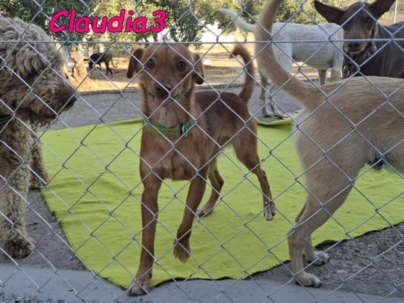 Claudia3 geb. 05/2025 (ESP) - lernwillige, freundliche Podenco-Mix-Dame