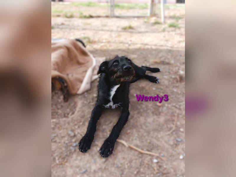 Wendy3 geb. 08/2025 (ESP) - verspieltes Podenco-Rauhhaarterrier Mädchen!