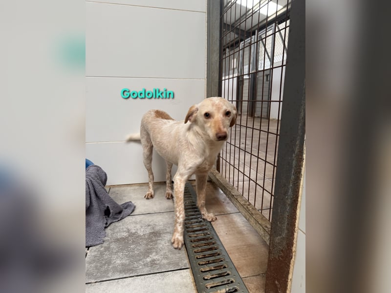 Goldolkin geb. 01/2022 (ESP) - sanfter Podencomischling sucht seine Menschnen!