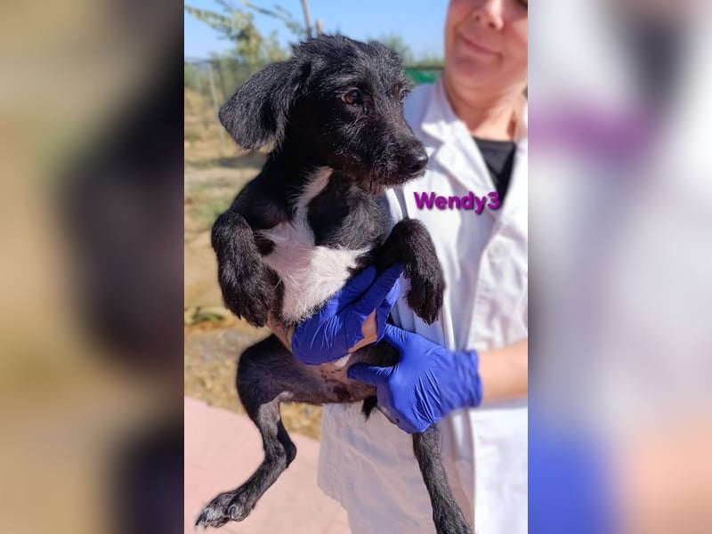 Wendy3 geb. 08/2025 (ESP) - verspieltes Podenco-Rauhhaarterrier Mädchen!