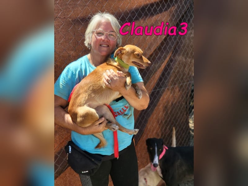 Claudia3 geb. 05/2025 (ESP) - lernwillige, freundliche Podenco-Mix-Dame