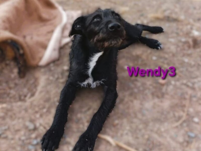Wendy3 geb. 08/2025 (ESP) - verspielte und lebhafte Podenco-Rauhhaarterrier Dame!