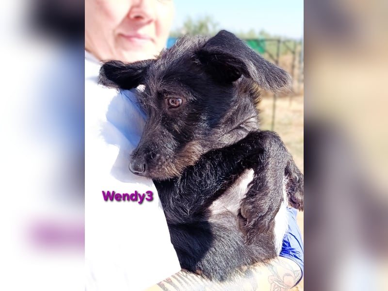 Wendy3 geb. 08/2025 (ESP) - verspieltes Podenco-Rauhhaarterrier Mädchen!