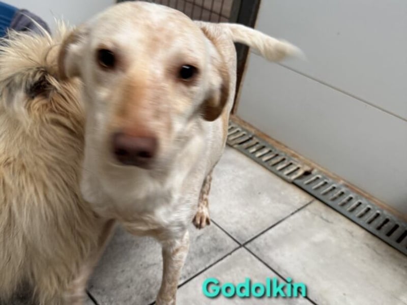 Goldolkin geb. 01/2022 (ESP) - sanfter Podencomischling sucht seine Menschnen!