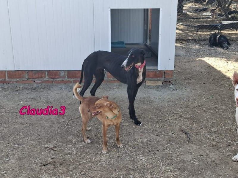 Claudia3 geb. 05/2025 (ESP) - lernwillige, freundliche Podenco-Mix-Dame