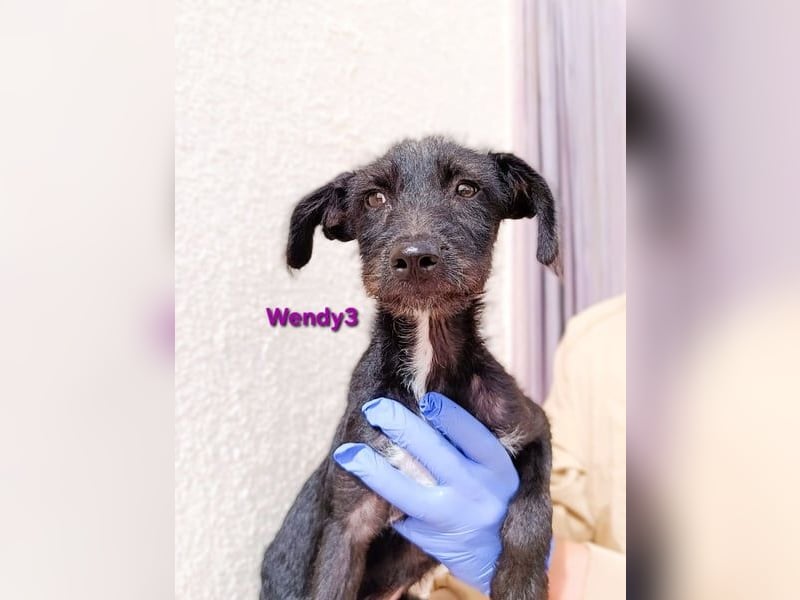 Wendy3 geb. 08/2025 (ESP) - verspieltes Podenco-Rauhhaarterrier Mädchen!