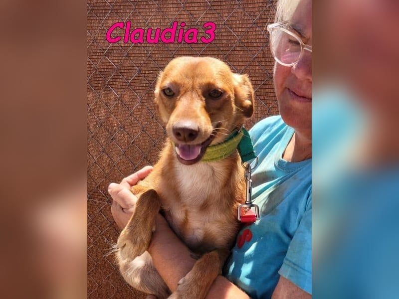 Claudia3 geb. 05/2025 (ESP) - lernwillige, freundliche Podenco-Mix-Dame