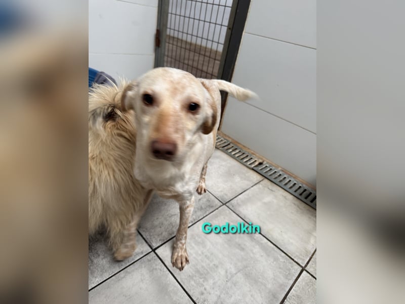 Goldolkin geb. 01/2022 (ESP) - sanfter Podencomischling sucht seine Menschnen!