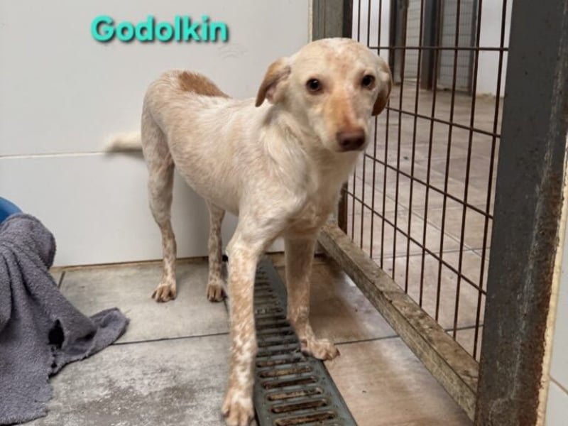 Goldolkin geb. 01/2022 (ESP) - sanfter Podencomischling sucht seine Menschnen!