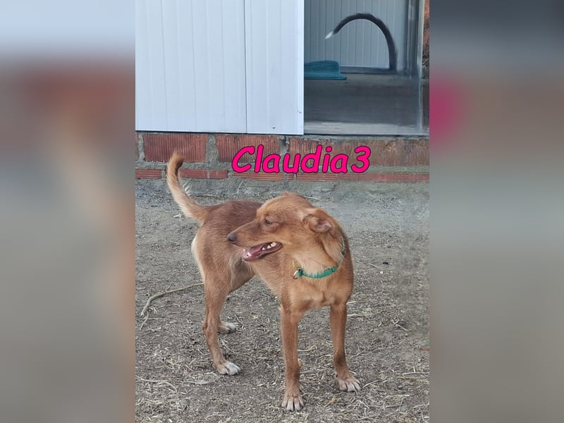 Claudia3 geb. 05/2025 (ESP) - lernwillige, freundliche Podenco-Mix-Dame